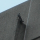 Peregrine Falcon at UMass Lowell