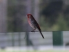 New Hampshire Bird