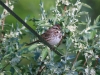 Bird on the Wire