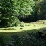 Coyote in the Backyard