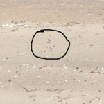 Finally Saw a Plover Chick