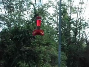 Hummingbird Dive Bomb