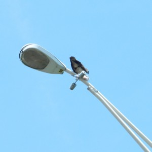 Osprey eating a fish atop a light pole south of Boston