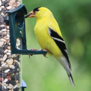 Goldfinch