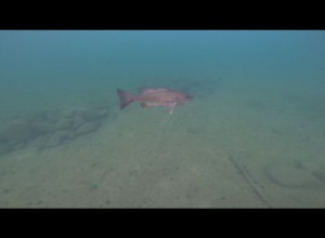 Winni Jaws