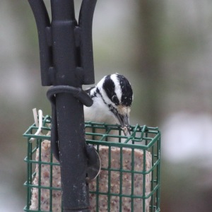 Wood Pecker